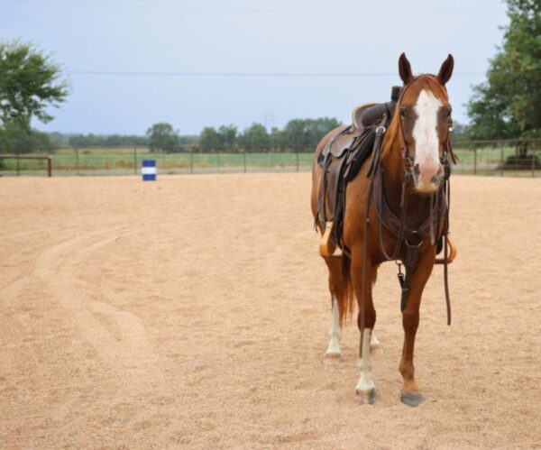 AQHA Sorrel Mare