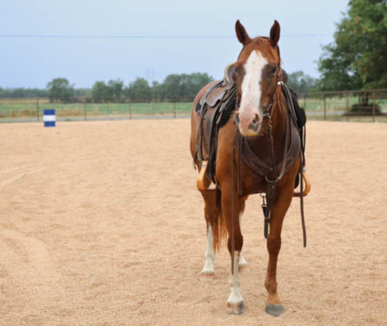 AQHA Sorrel Mare