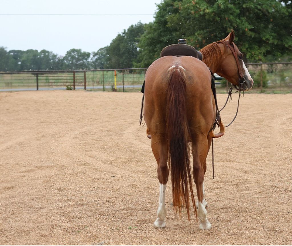 AQHA Sorrel Mare