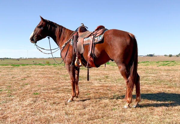 All around, beginner friendly horse-