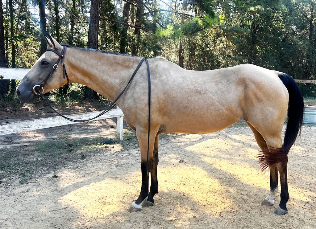 AQHA MARE