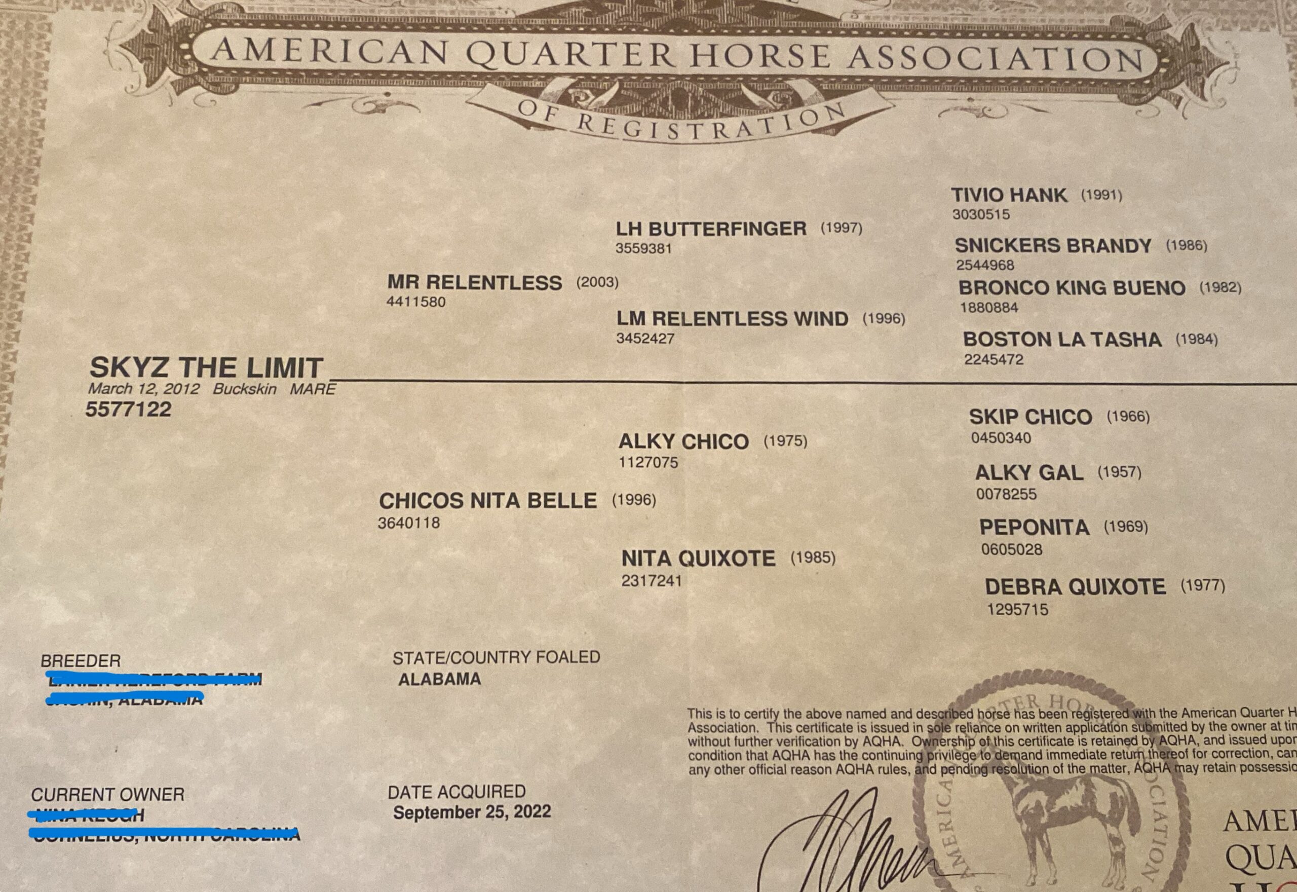Buckskin mare papers