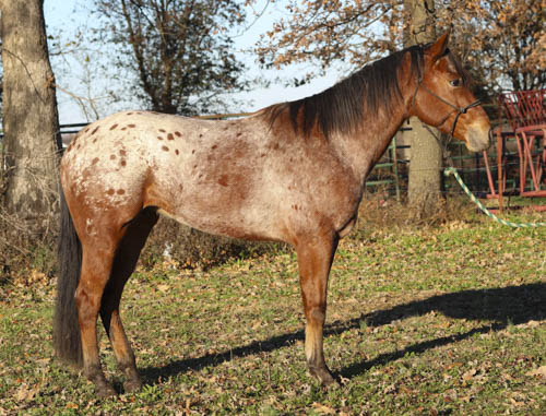 Appaloosa gelding