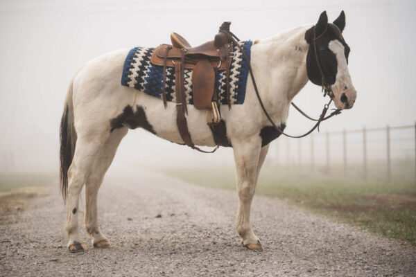 Paint Quarter horse pony