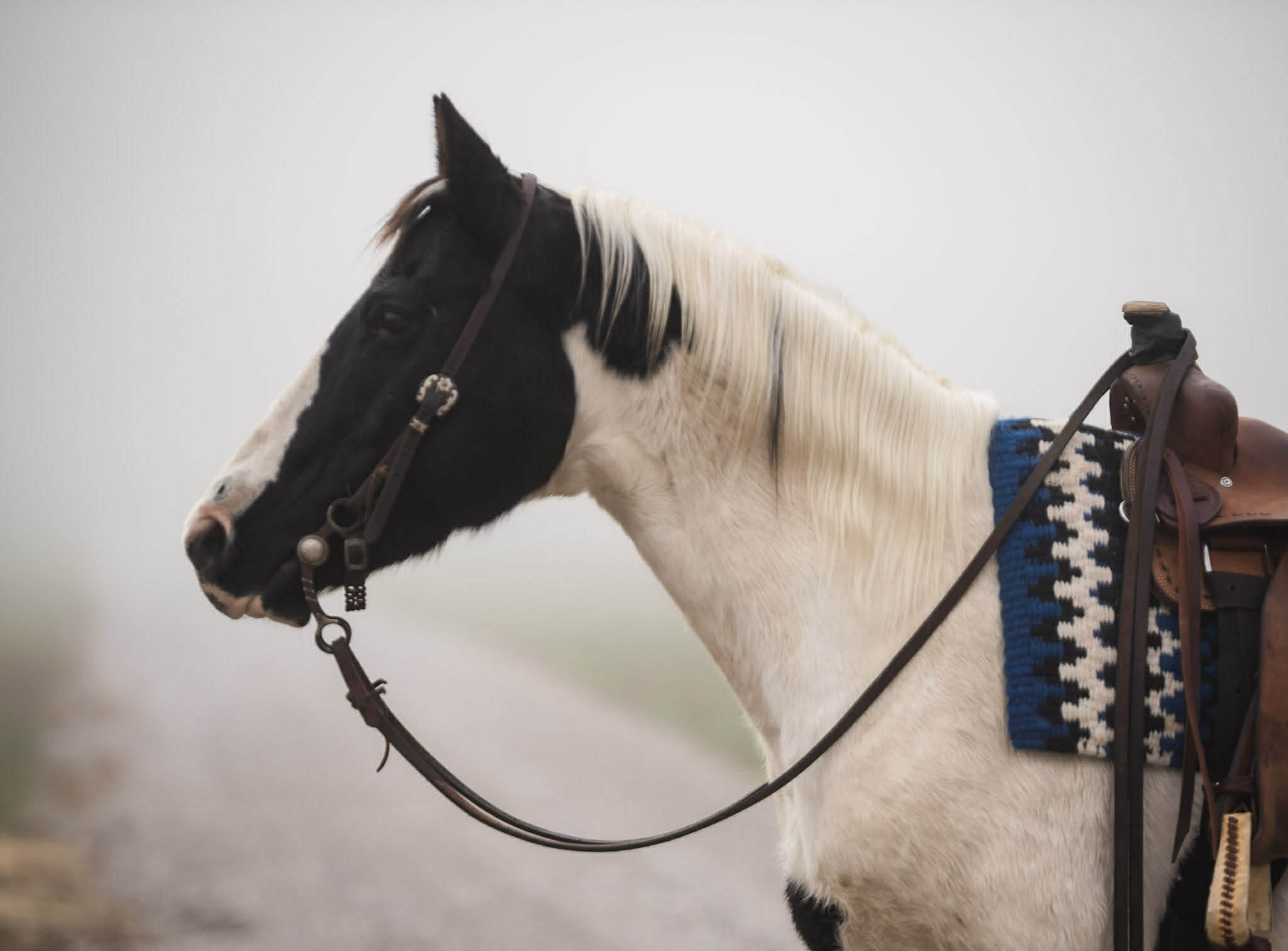 Paint Quarter horse pony