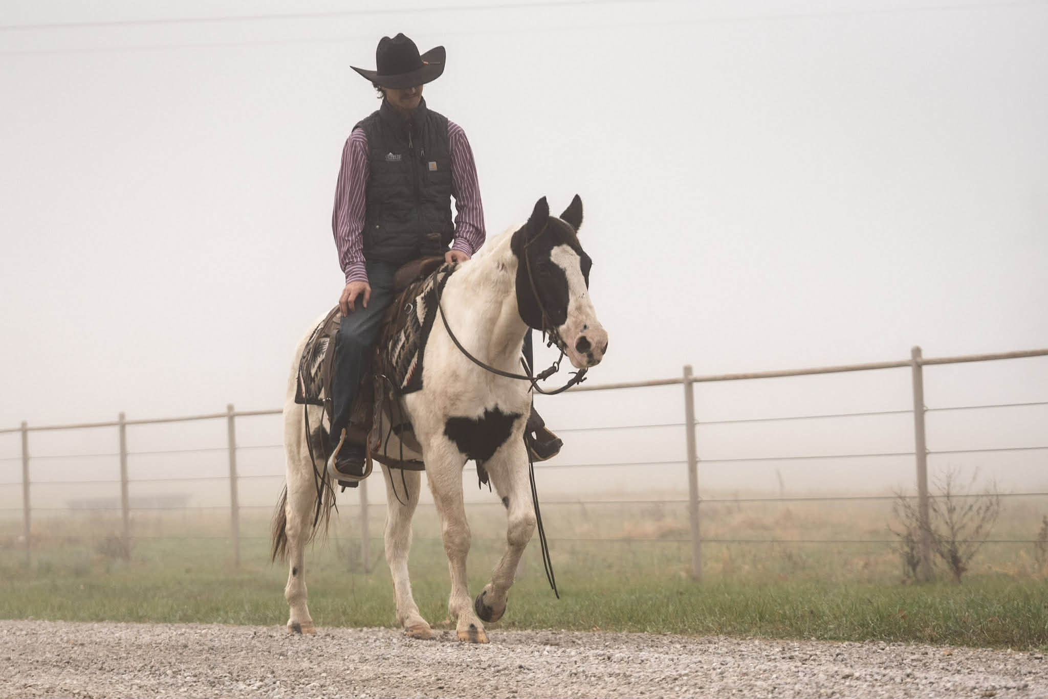 Paint Quarter horse pony