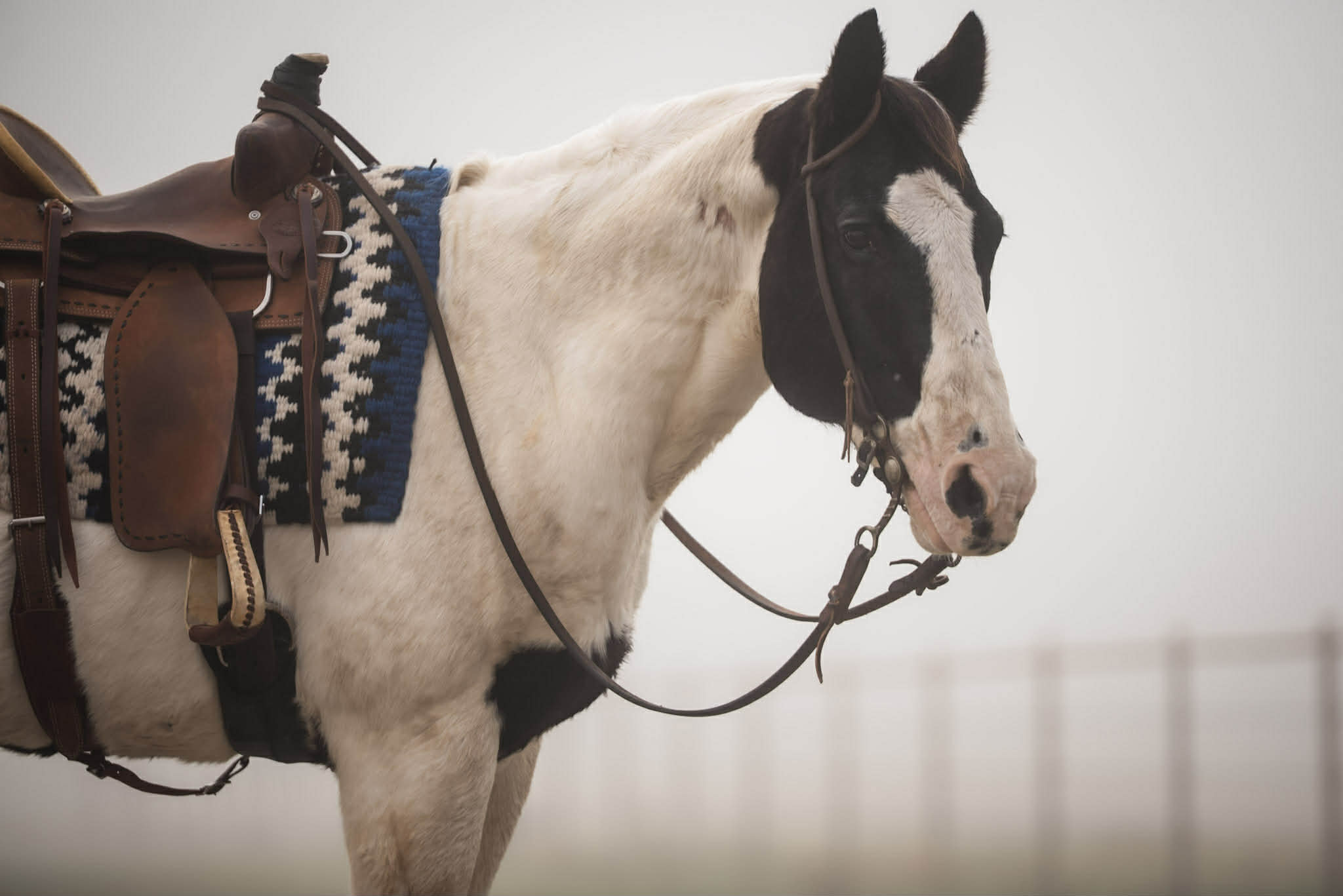 Paint Quarter horse pony