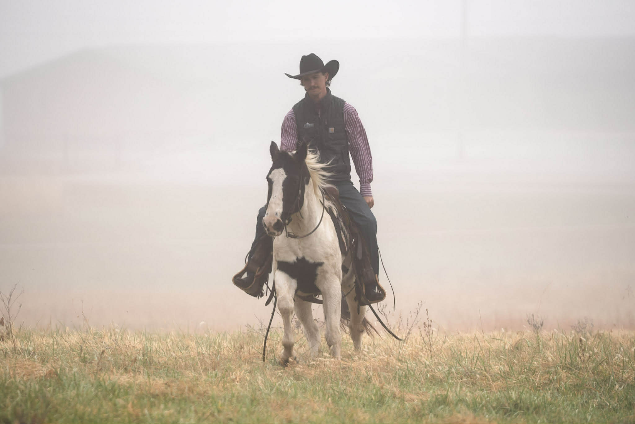 Paint Quarter horse pony