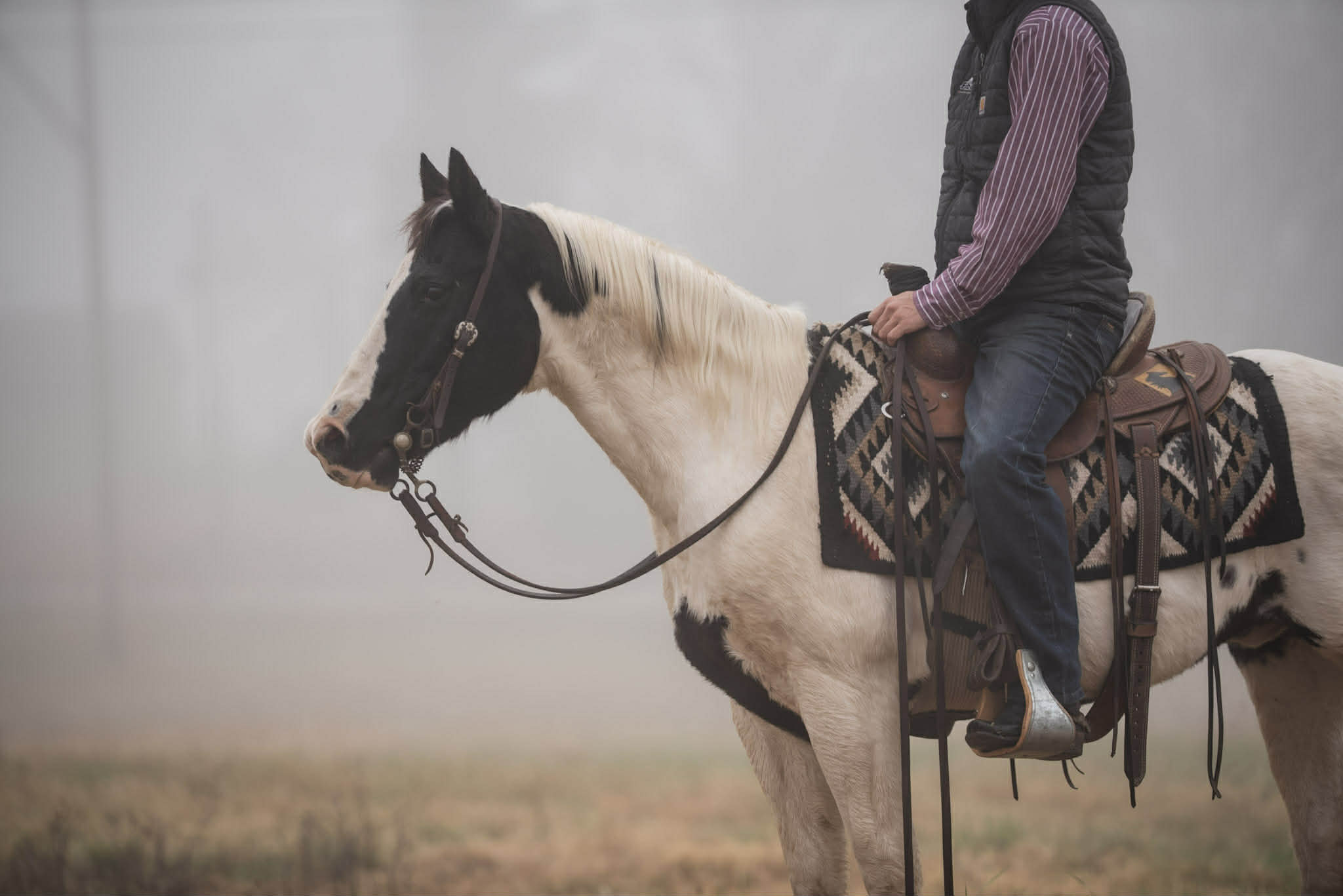 Paint Quarter horse pony