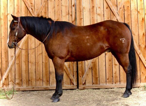 AQHA Bay Gelding