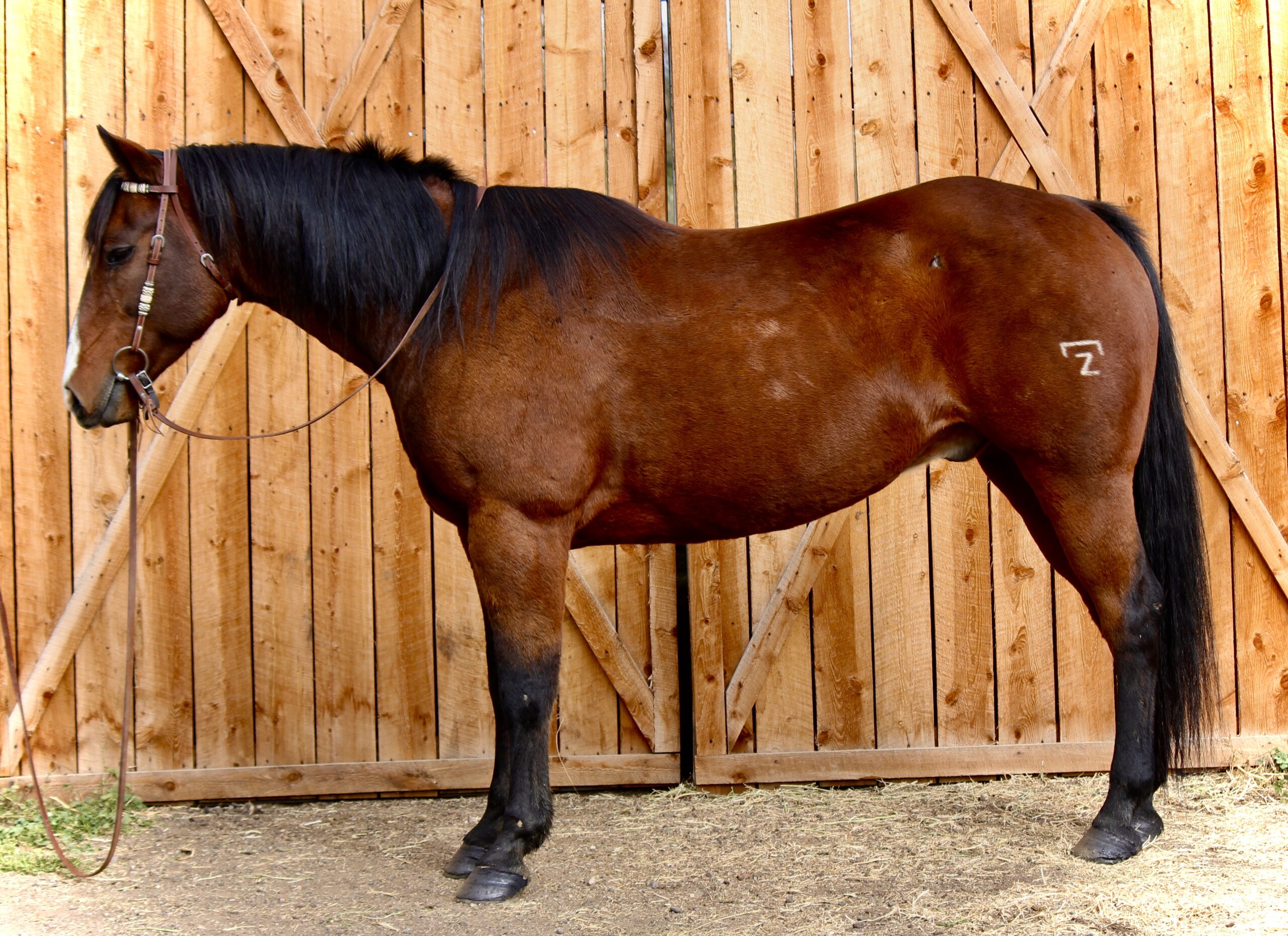 AQHA Bay Gelding