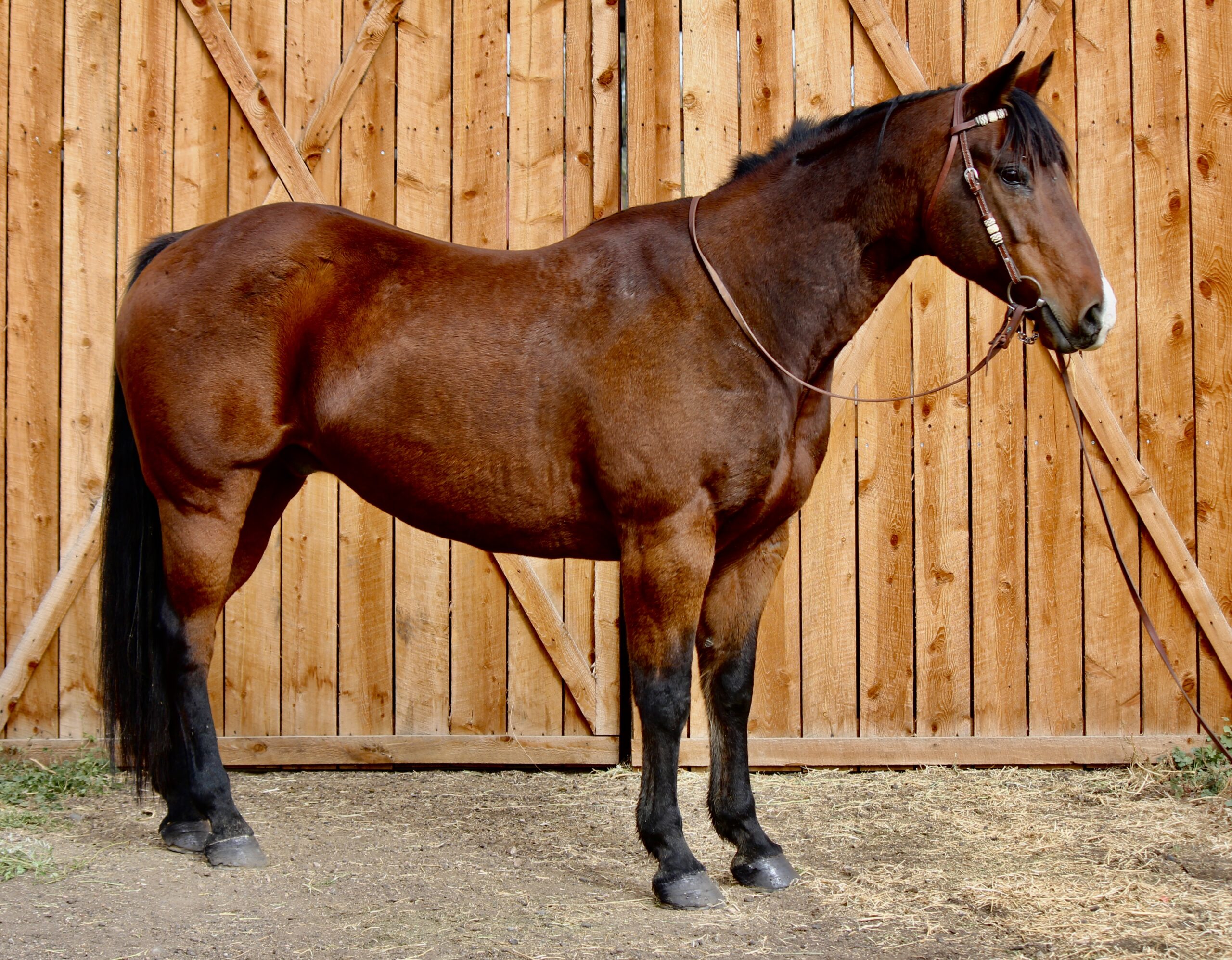 AQHA Bay Gelding