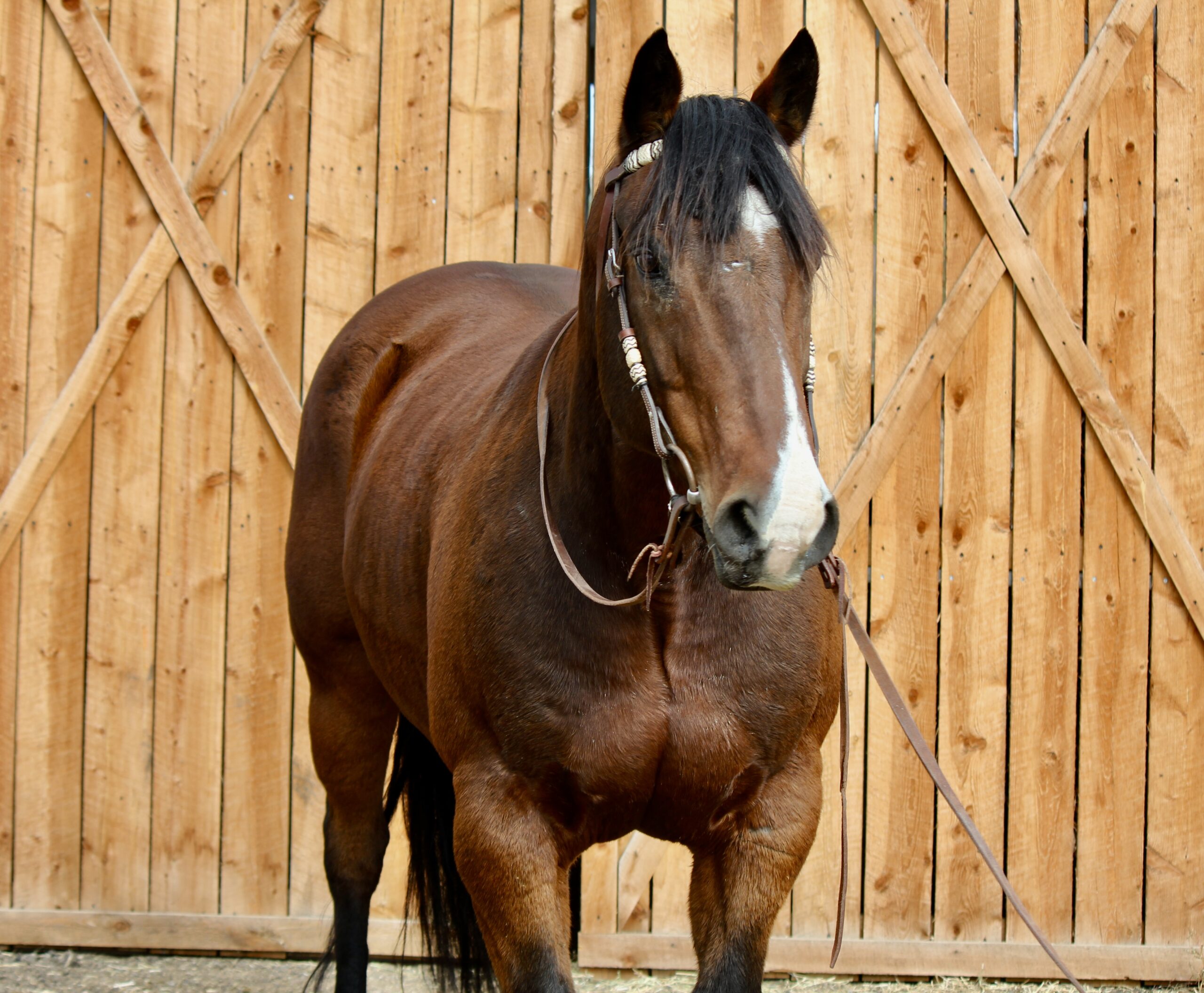 AQHA Bay Gelding