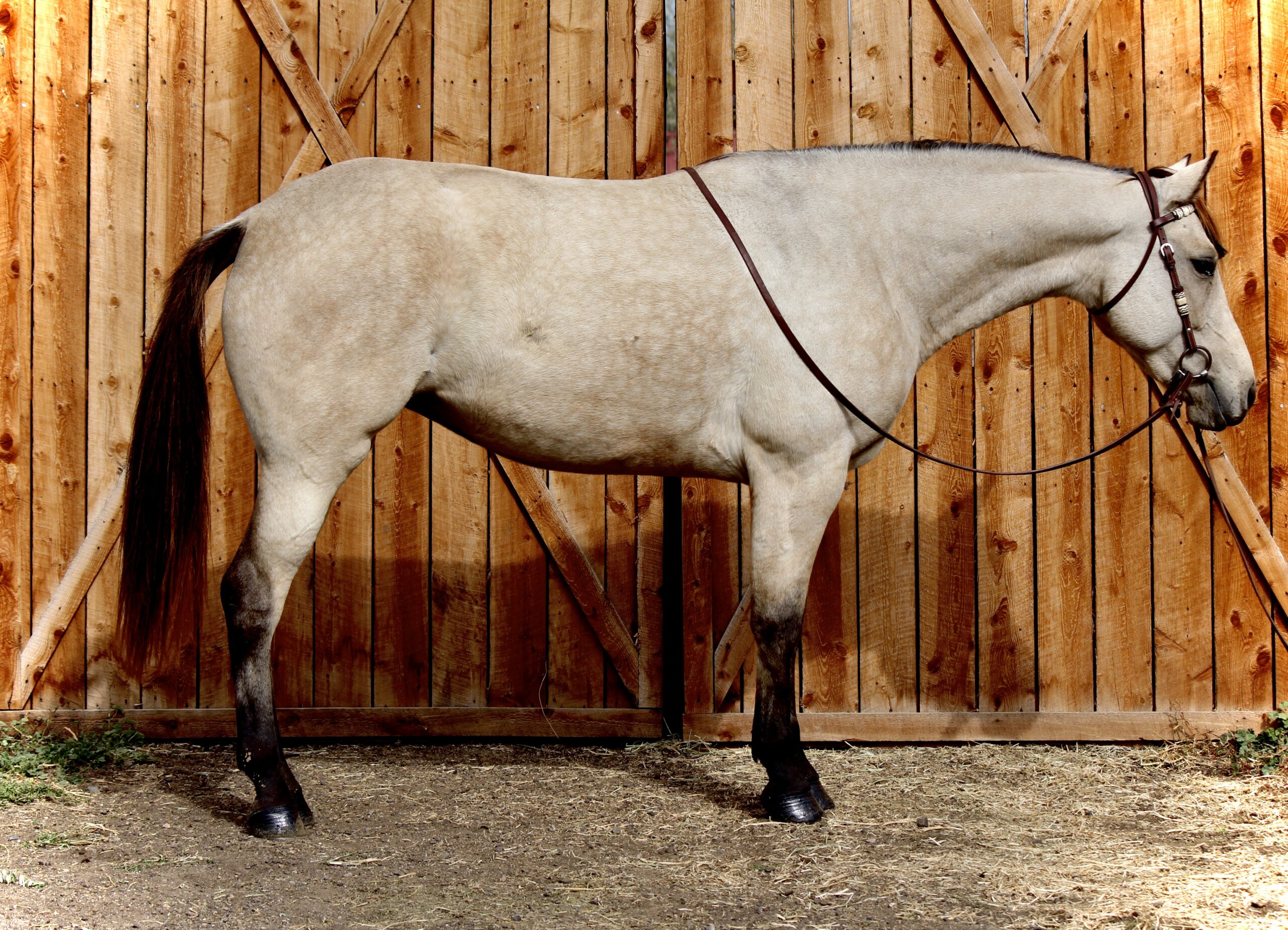 Buckskin Mare