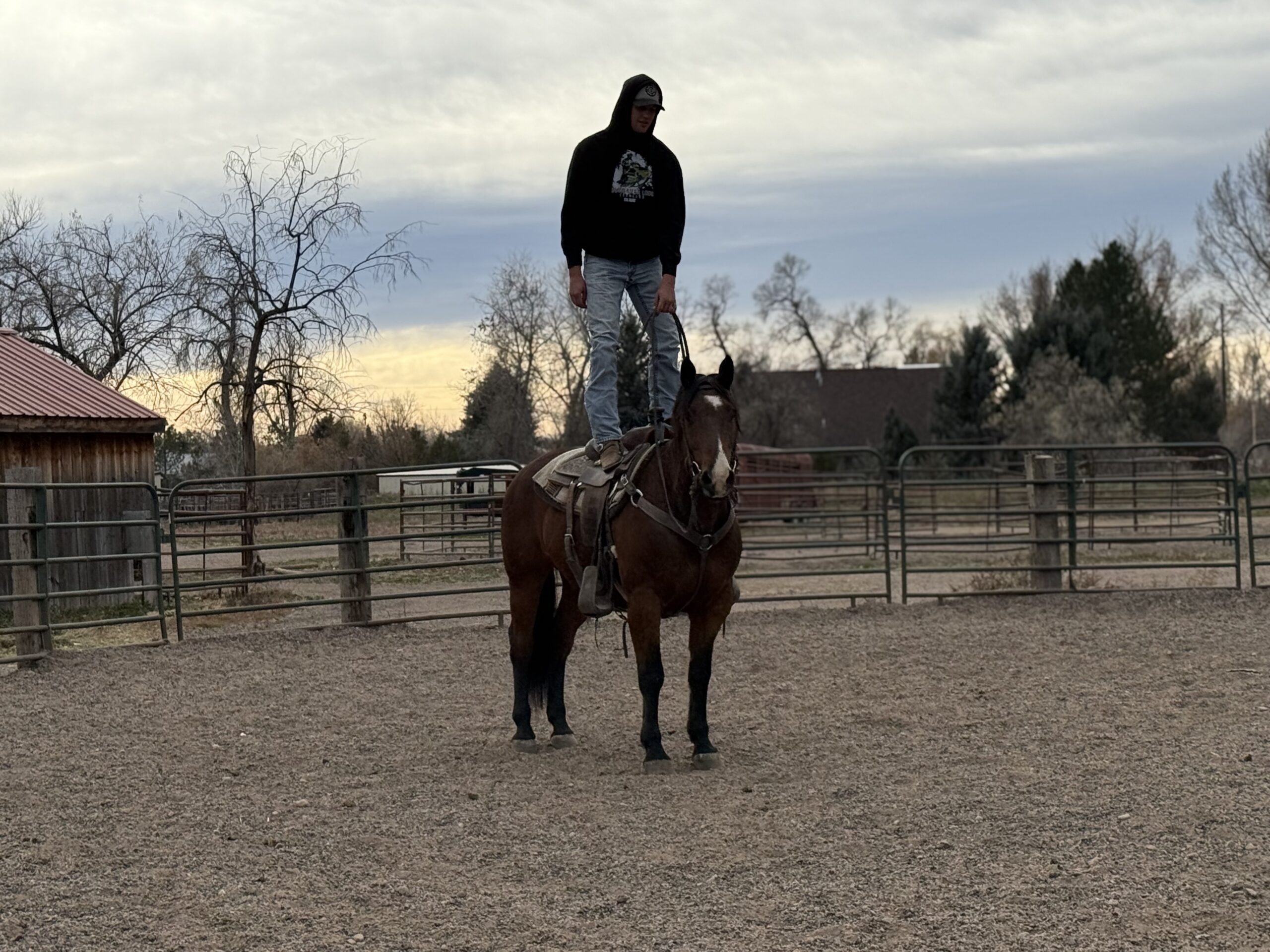 AQHA Bay Gelding