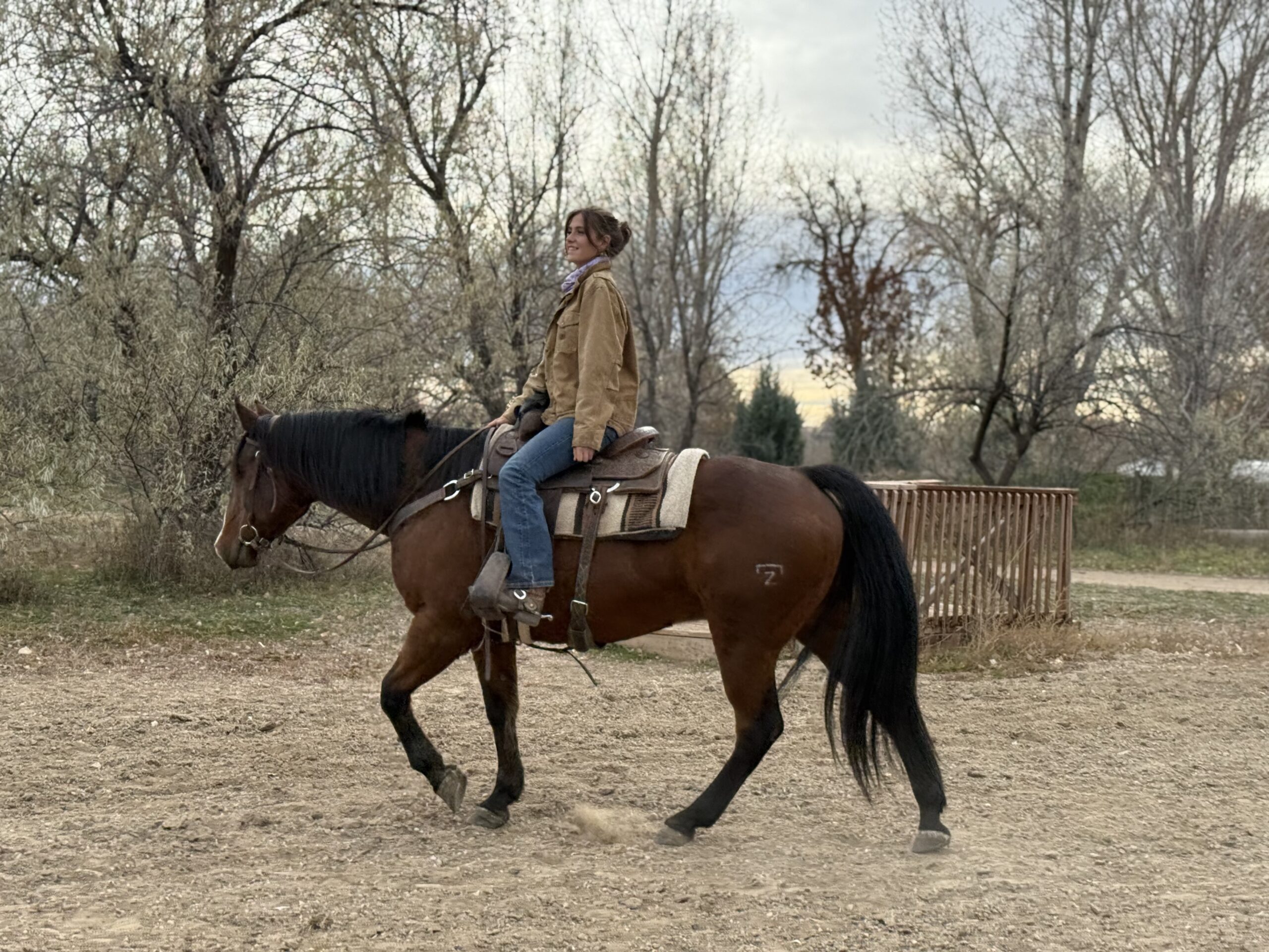 AQHA Bay Gelding