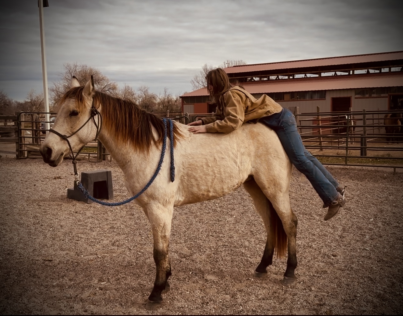 Buckskin Mare