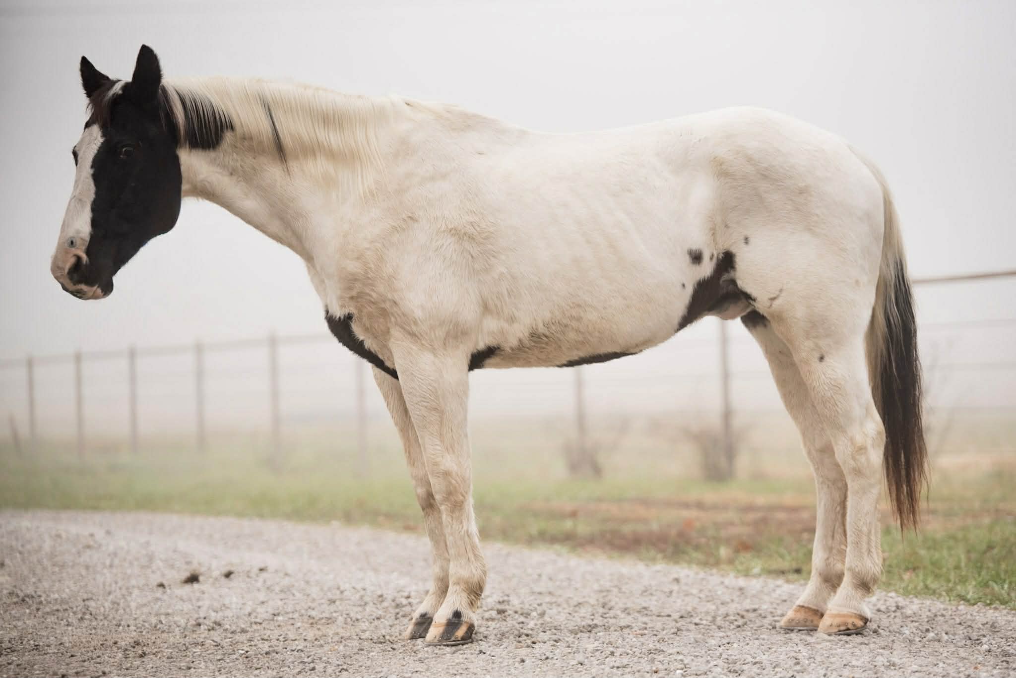 Paint Quarter horse pony