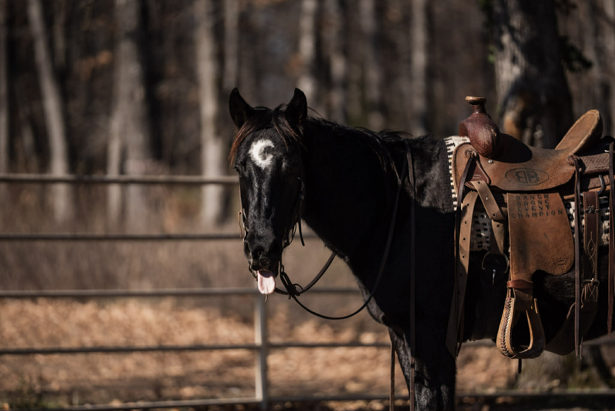 Cactus, Black Gelding