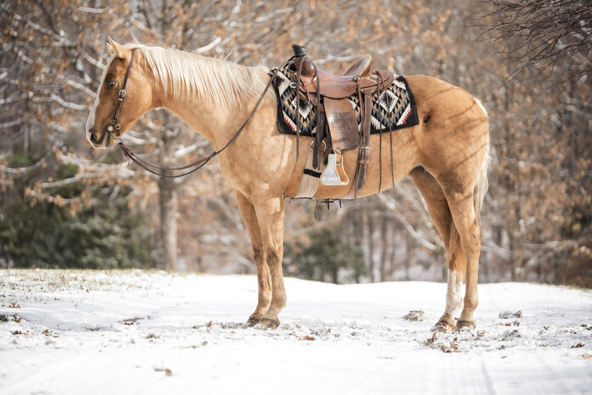 palomino mare