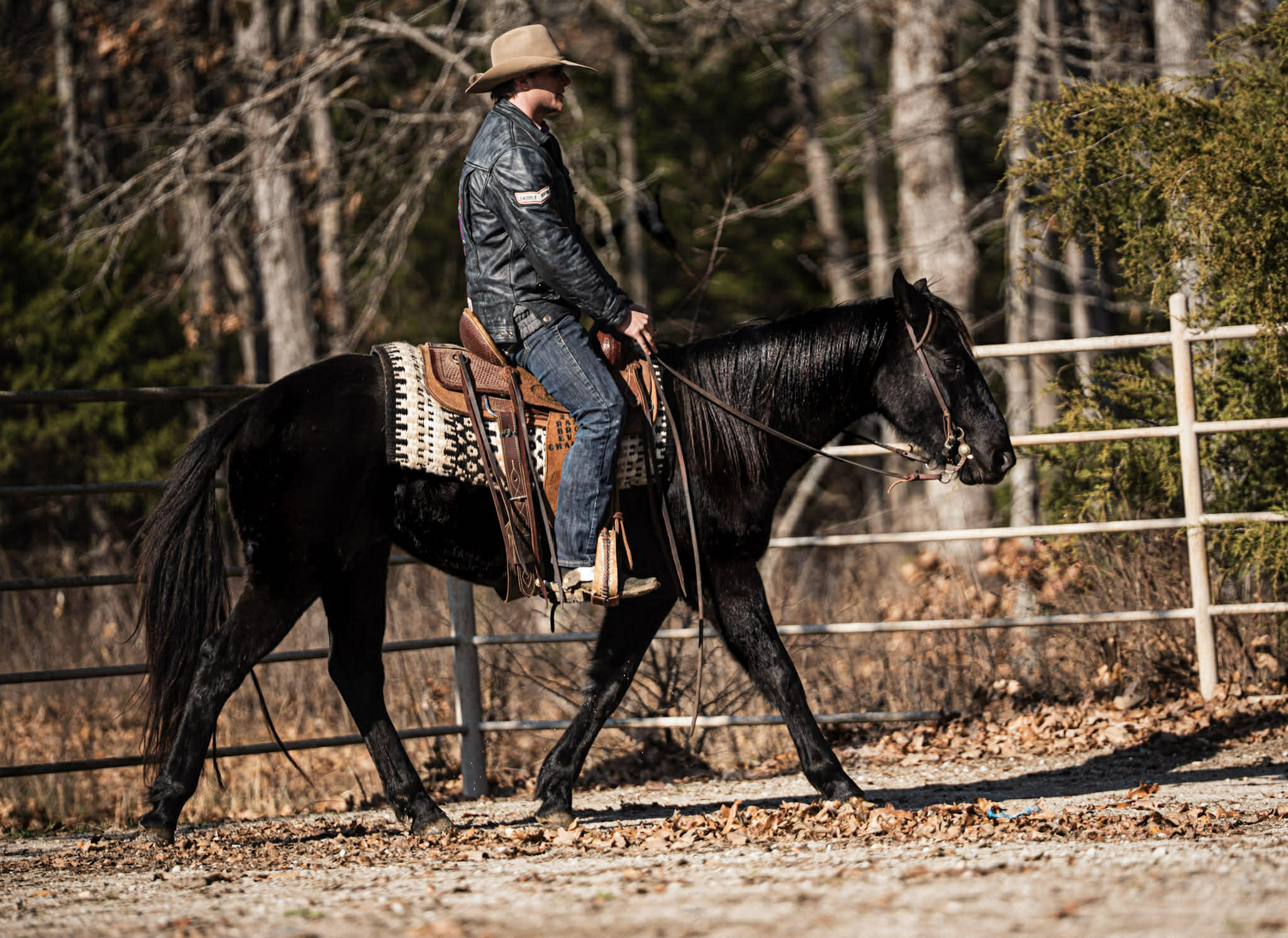 Cactus, Black Gelding
