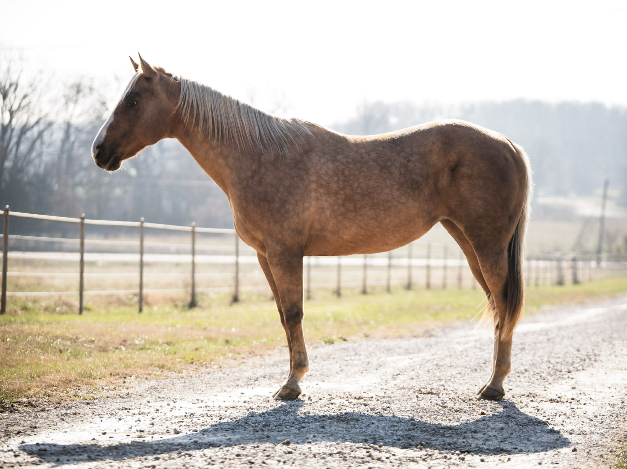 palomino mare