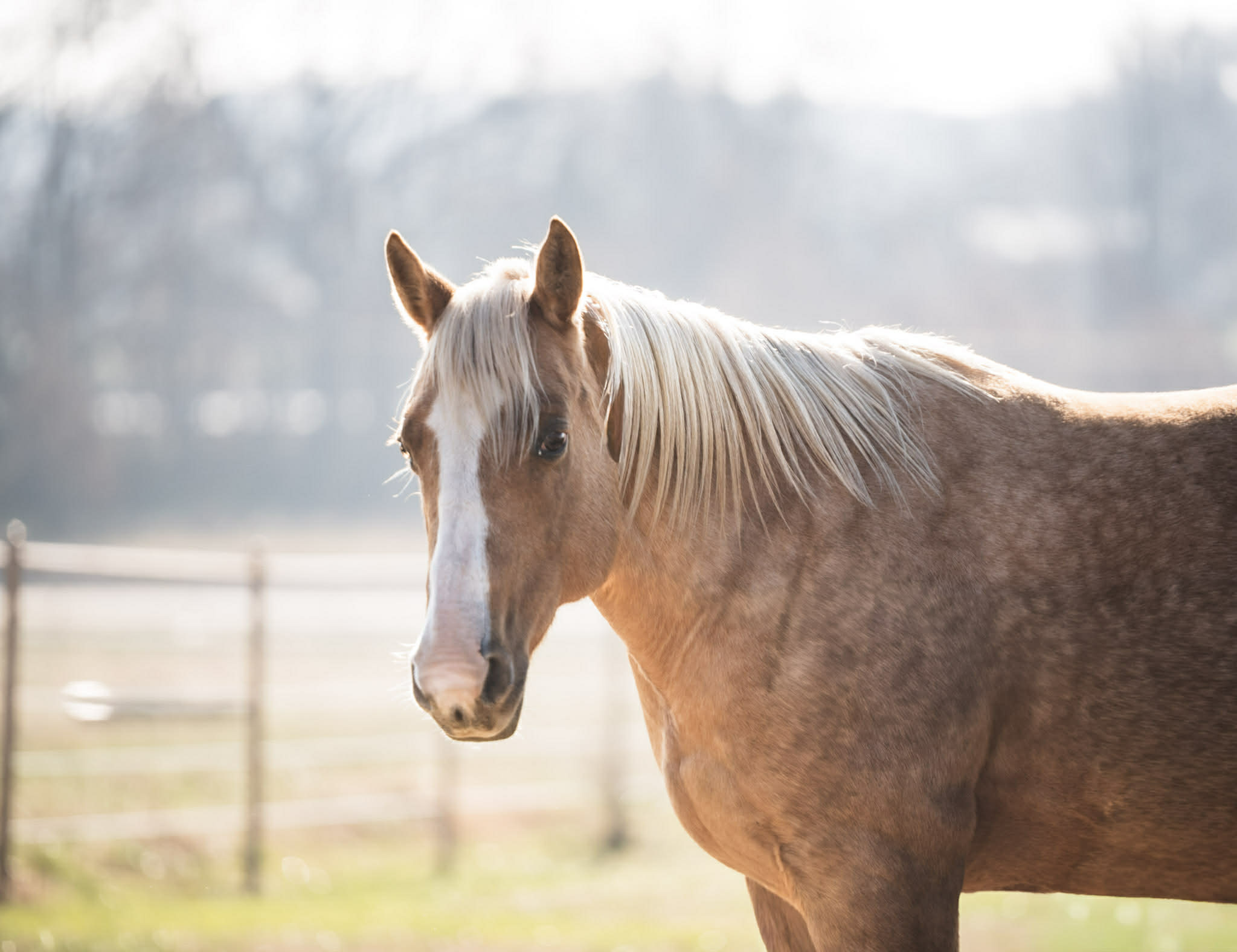 palomino mare
