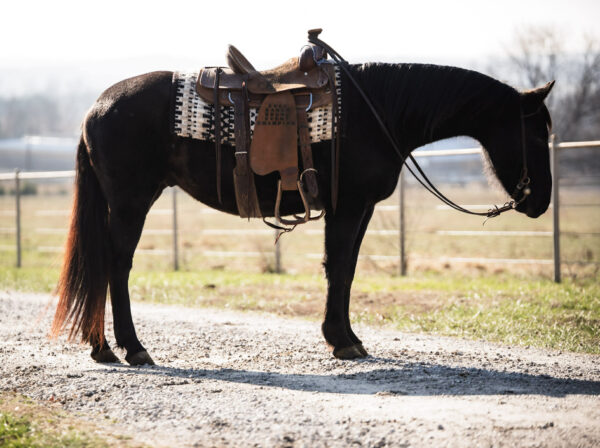 Cactus, Black Gelding