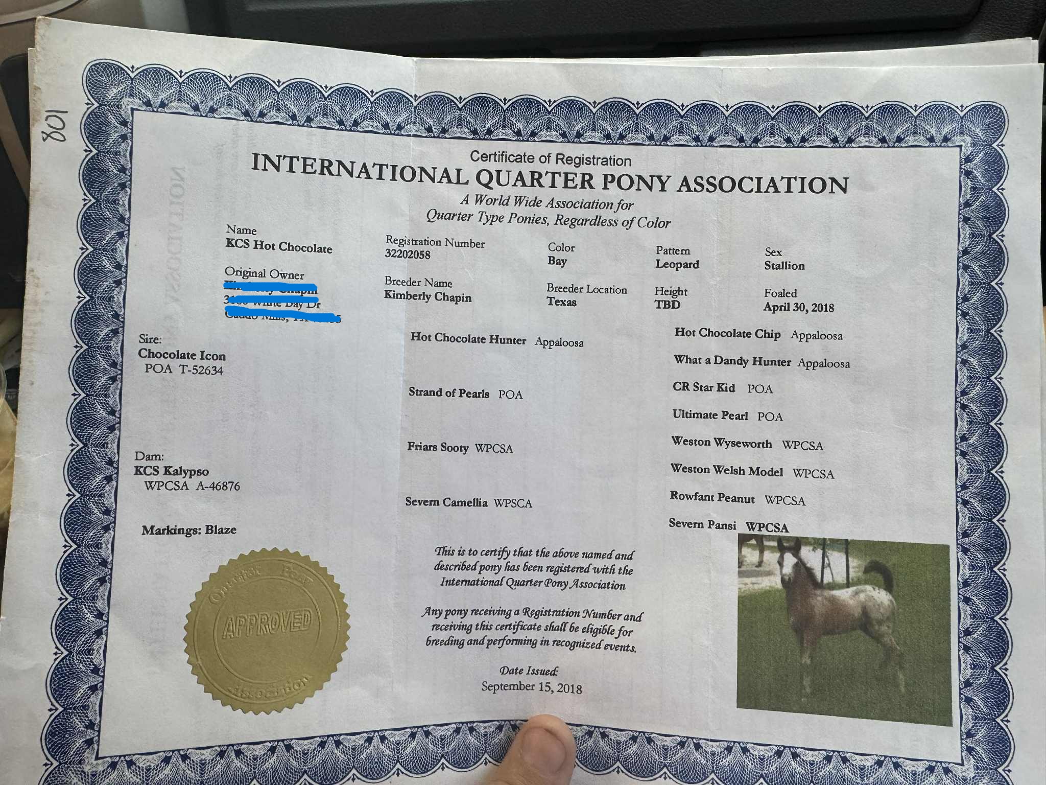 Blizzard papers- POA