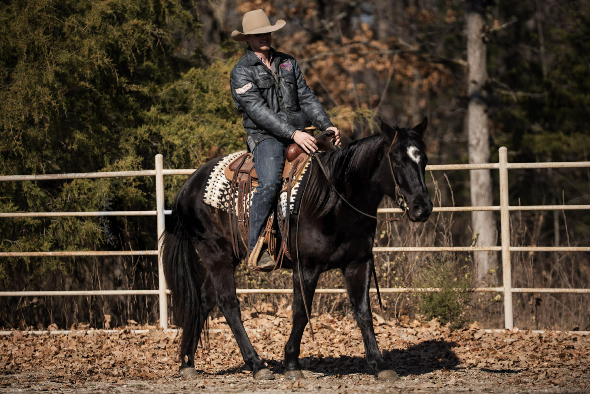 Cactus, Black Gelding