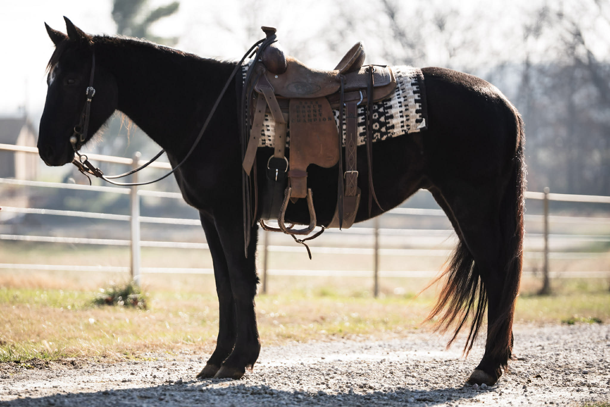 Cactus, Black Gelding
