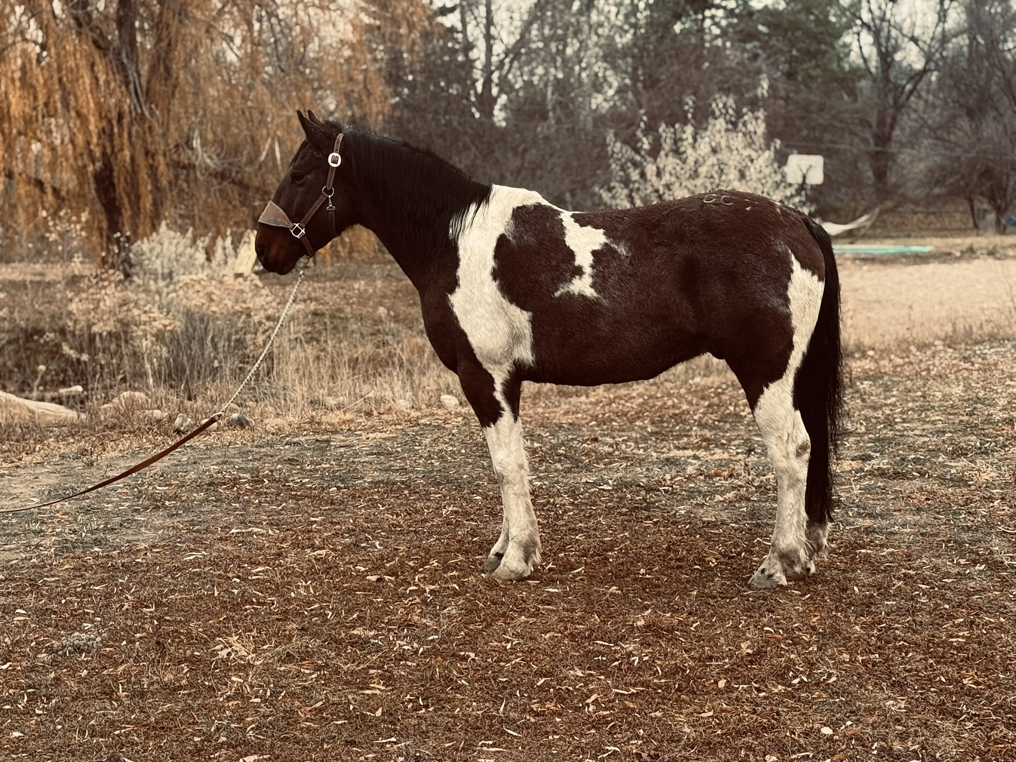 Draftx, Gelding