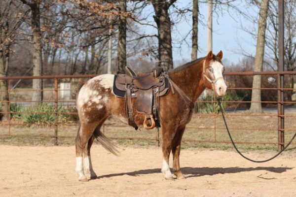 Rambo- Appaloosa Gelding