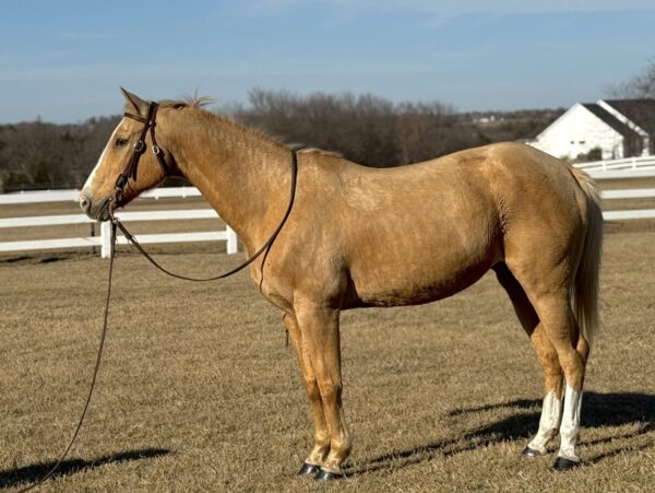 Palomino mare