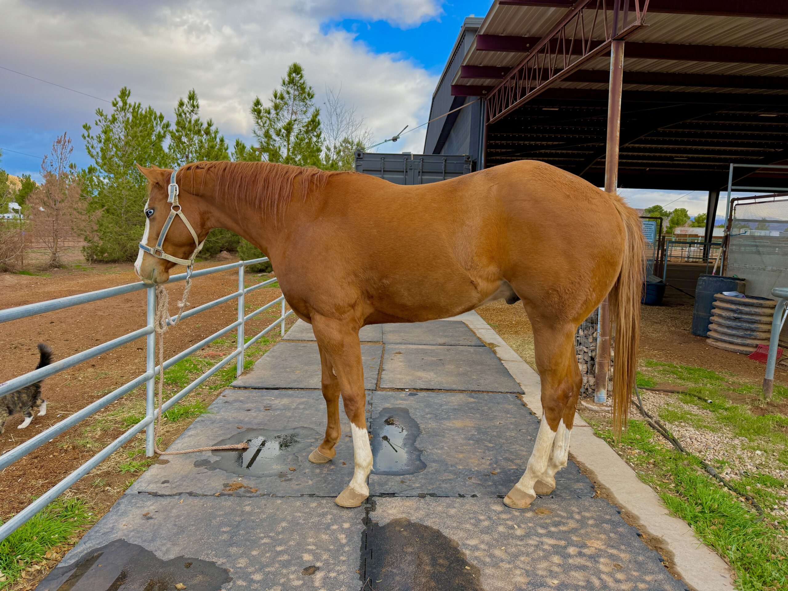 AQHA Registered Gelding