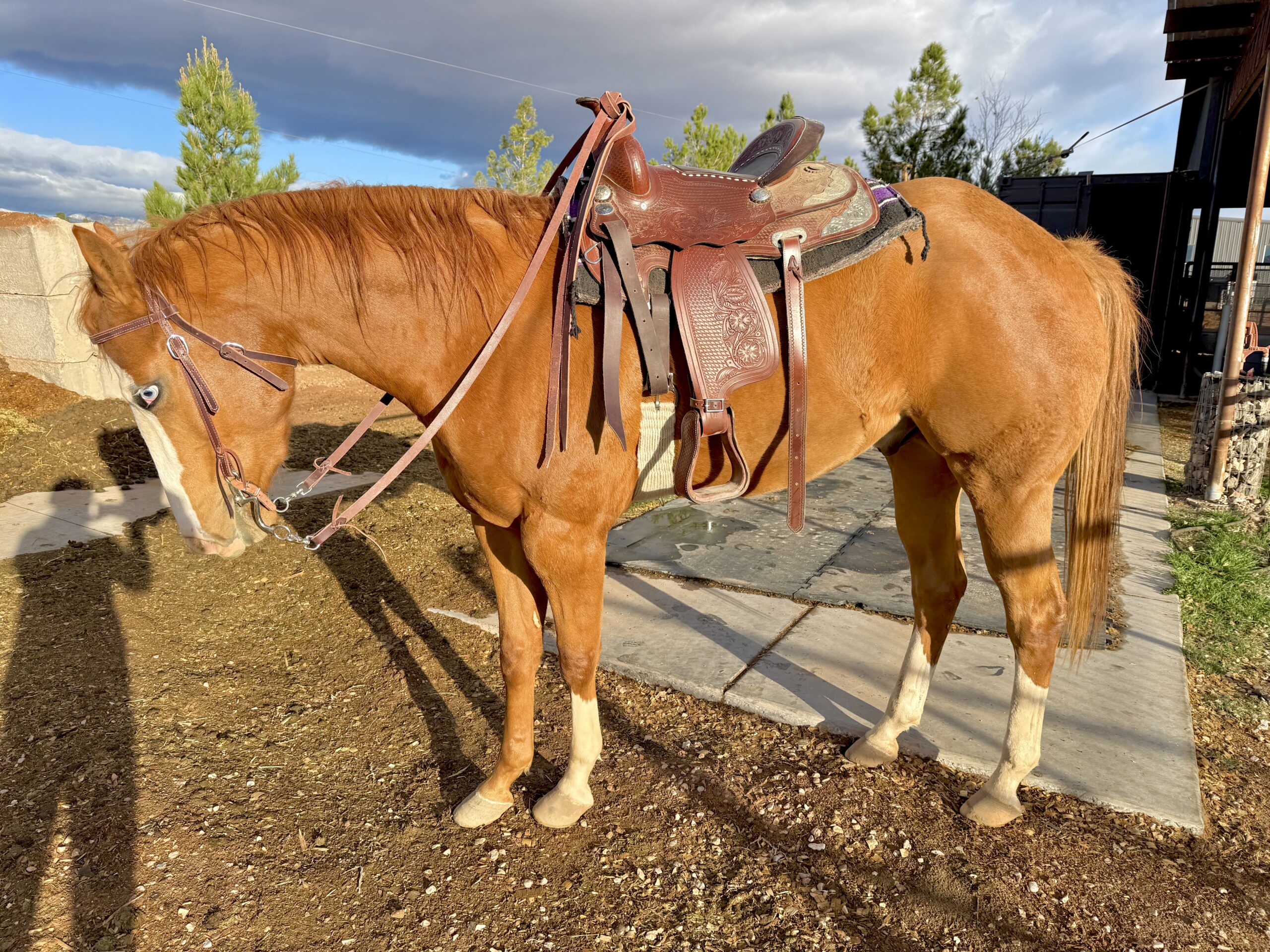 AQHA Registered Gelding