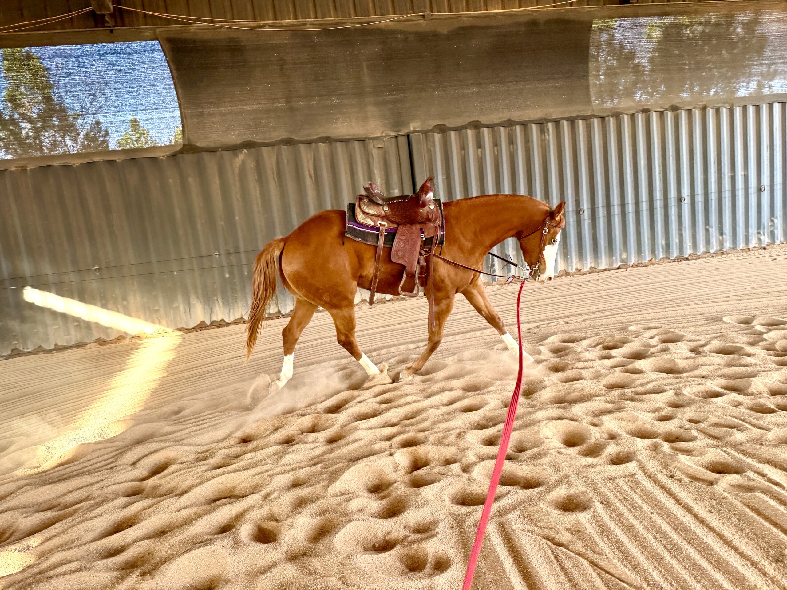 AQHA Registered Gelding