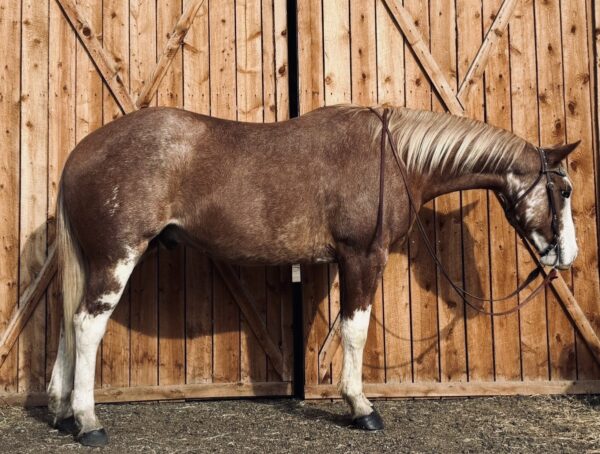 chevy, registered gelding