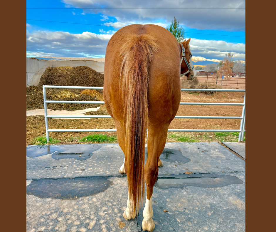 AQHA Registered Gelding