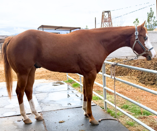 AQHA Registered Gelding