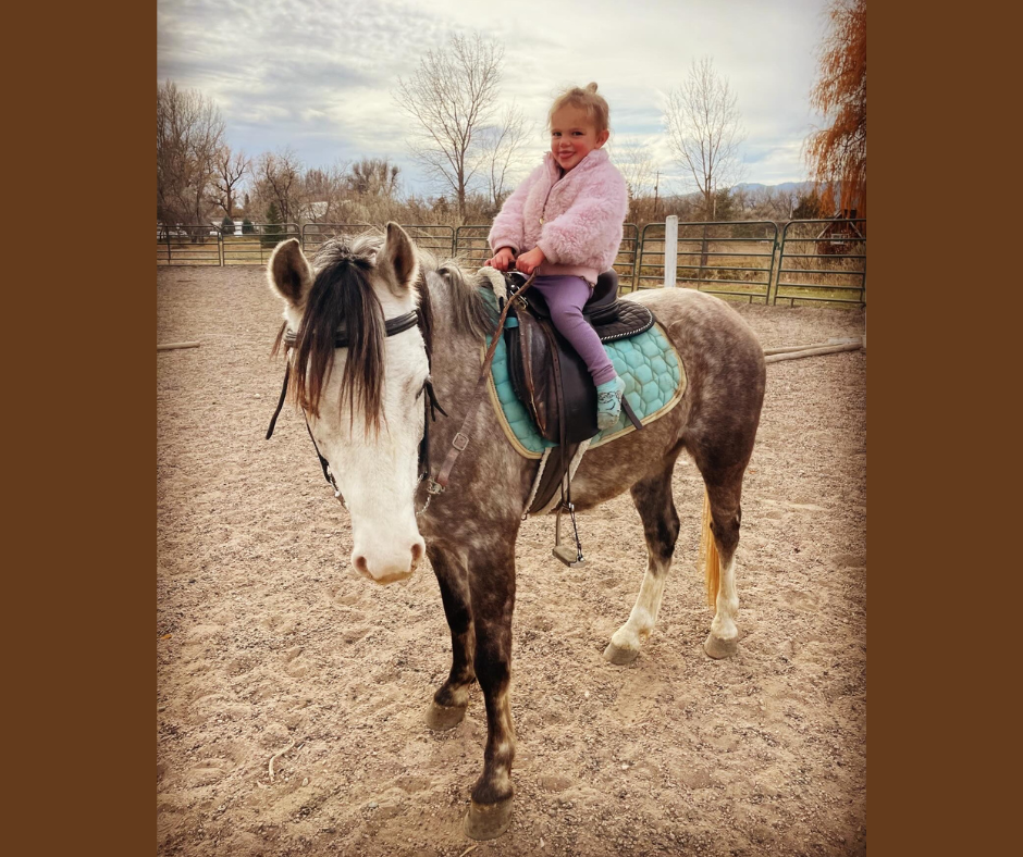 Romeo Welch Pony gelding
