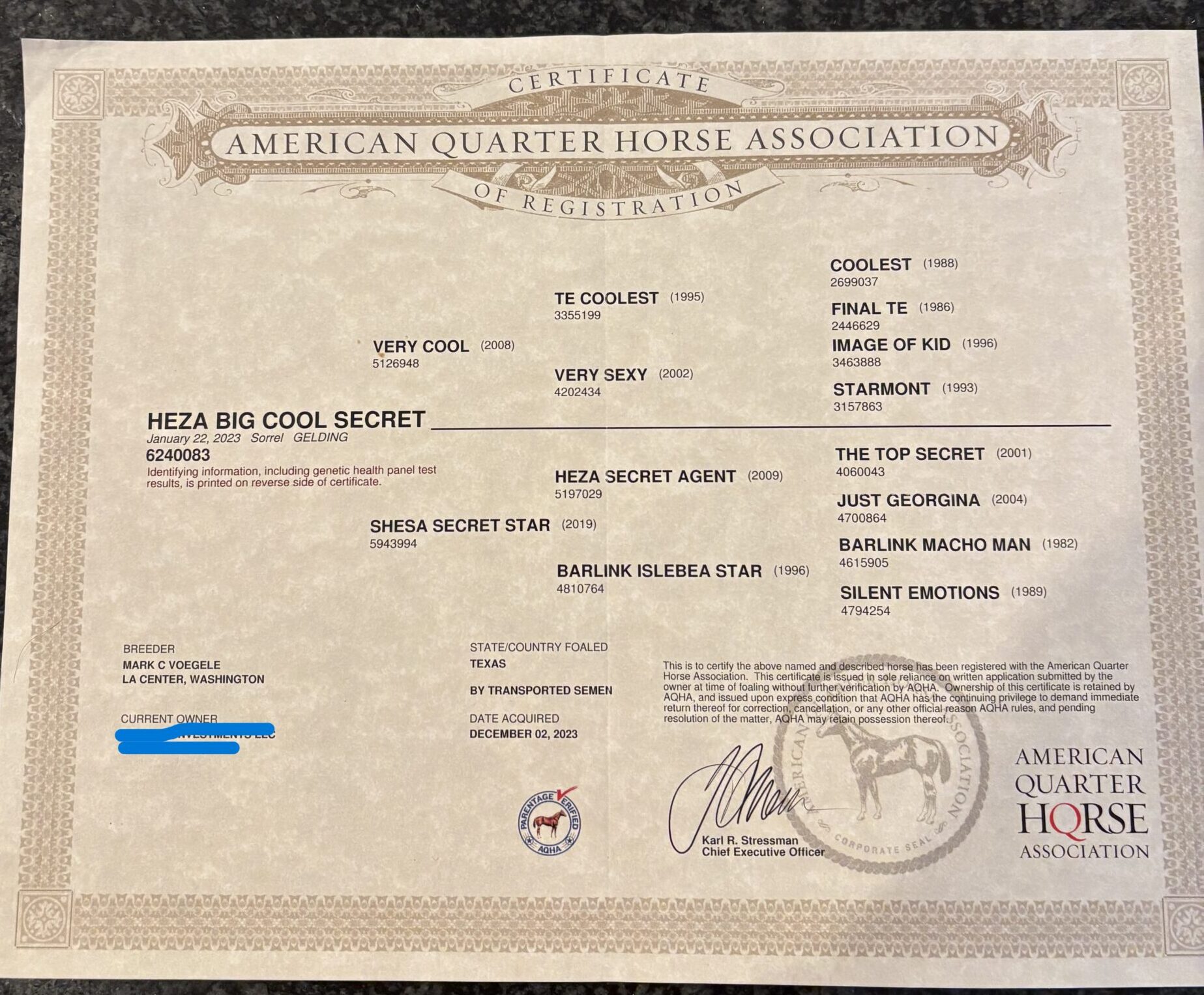 AQHA Registered Gelding AQHA Papers