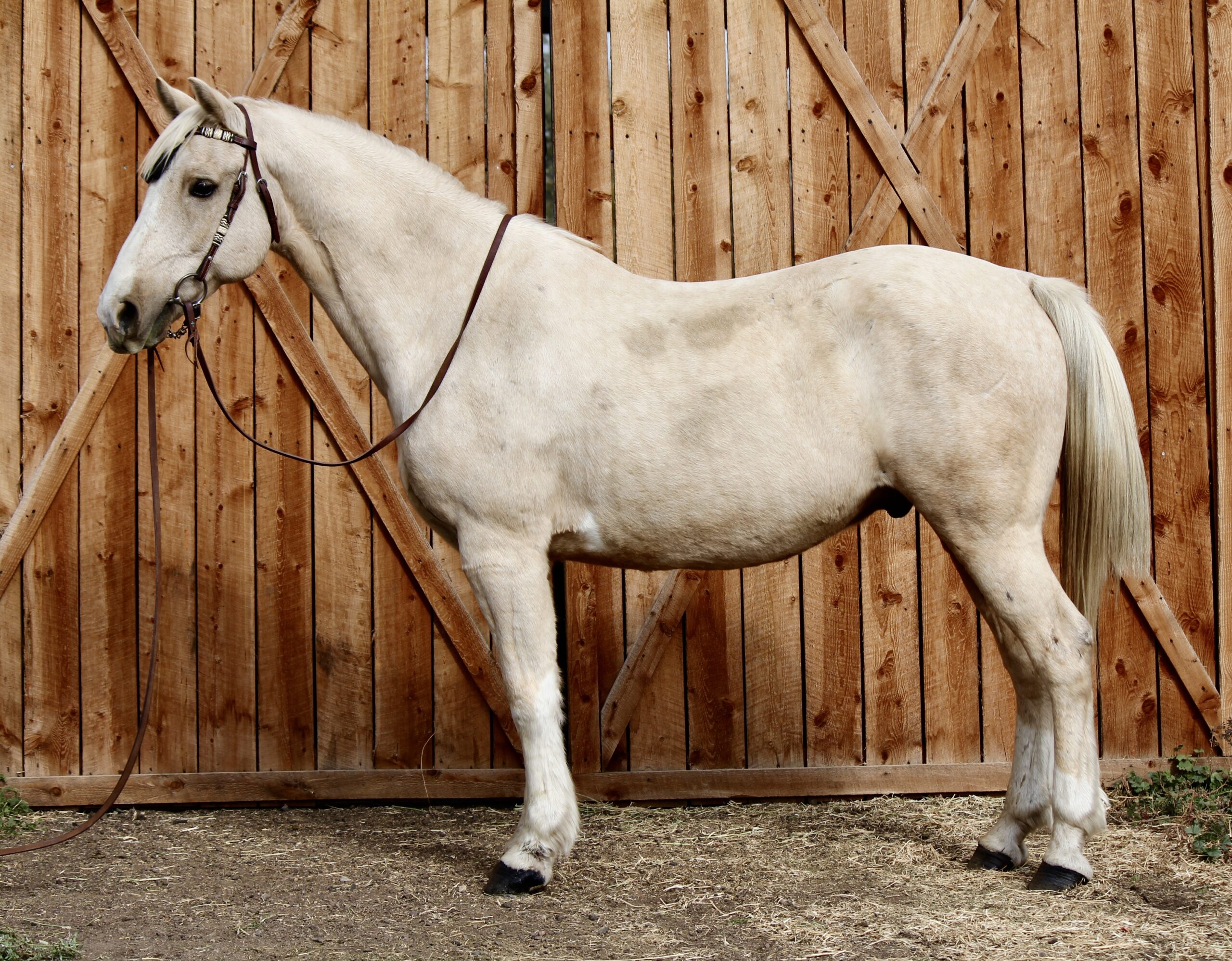 Palomino Paint gelding