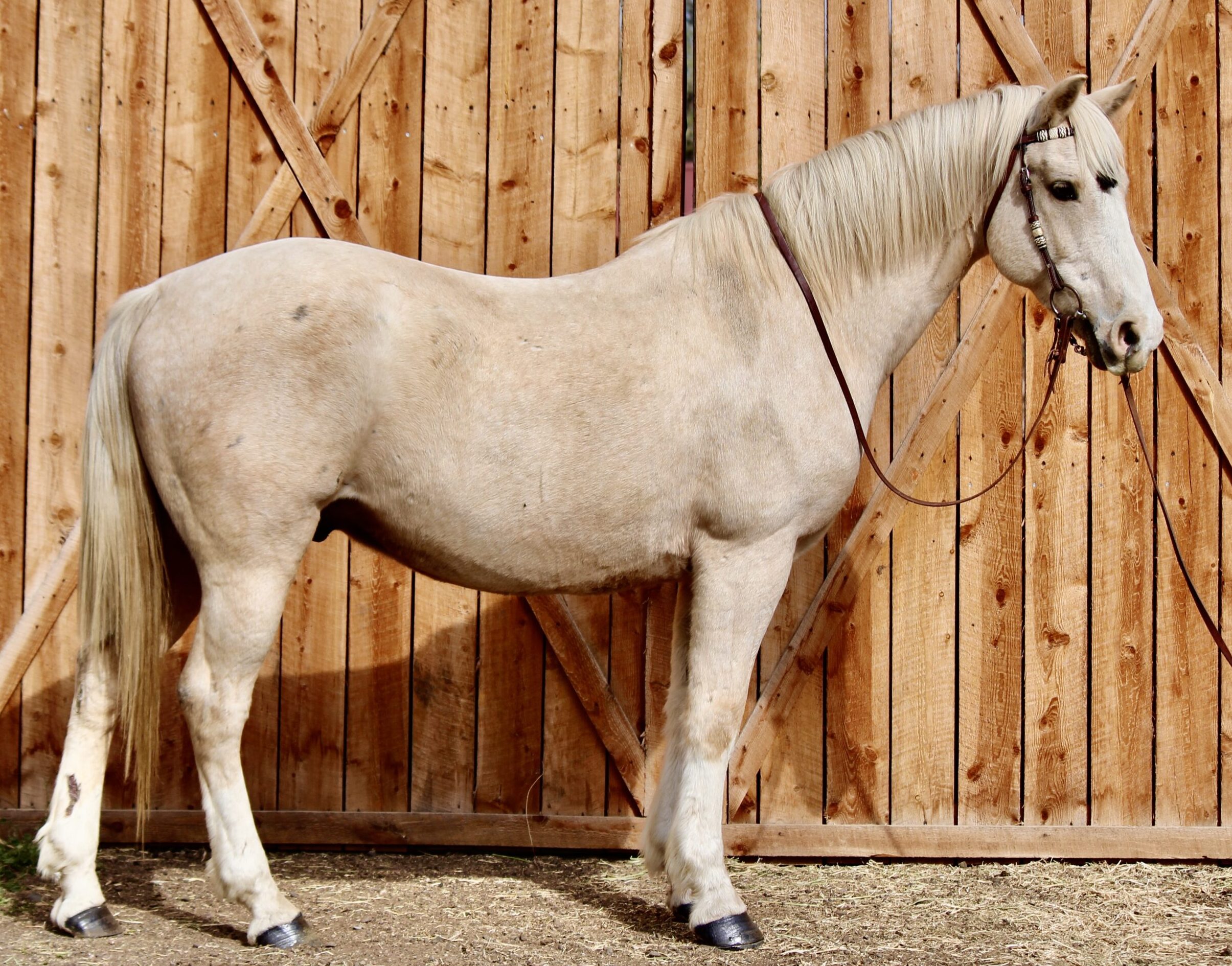 Palomino Paint gelding