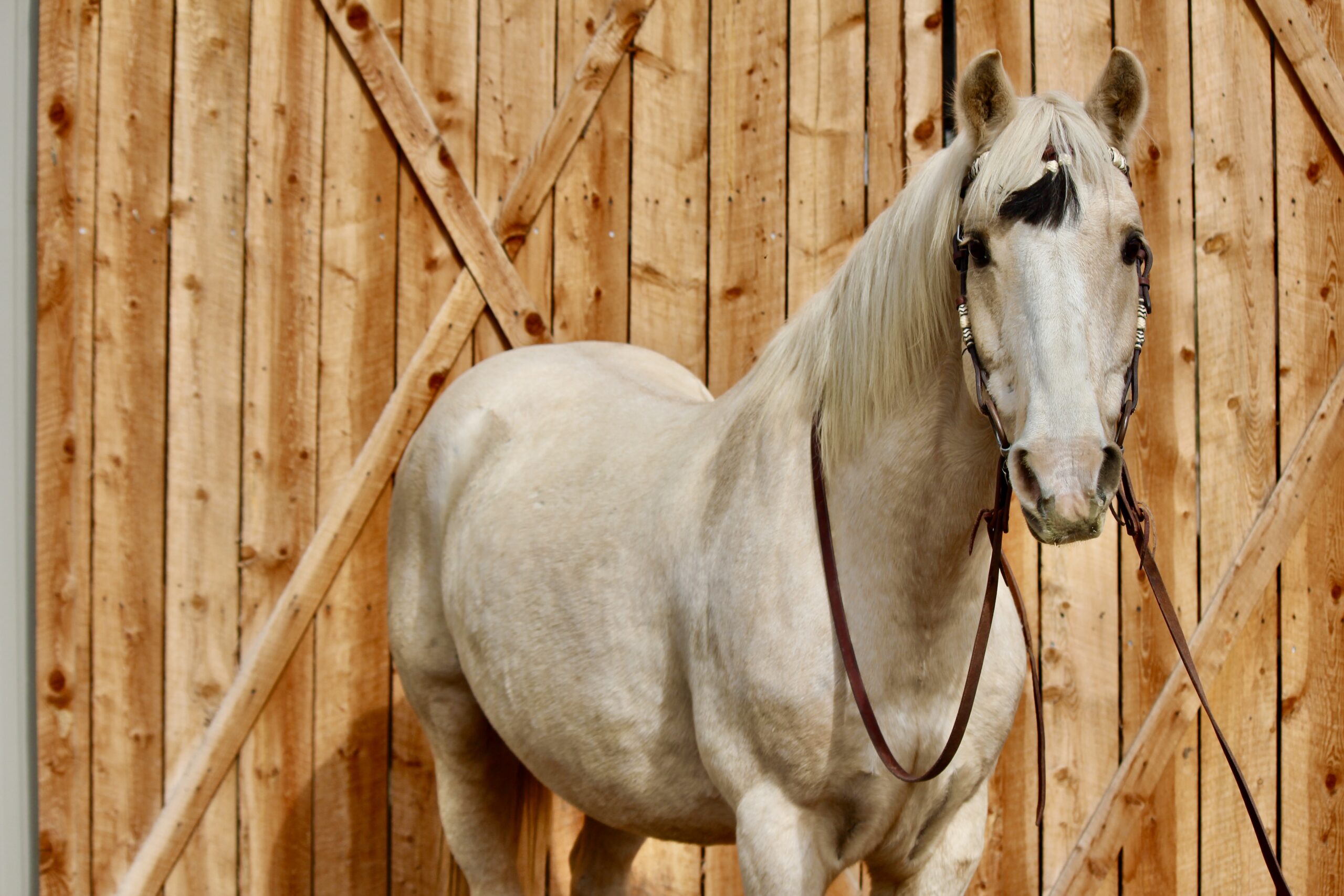 Palomino Paint gelding