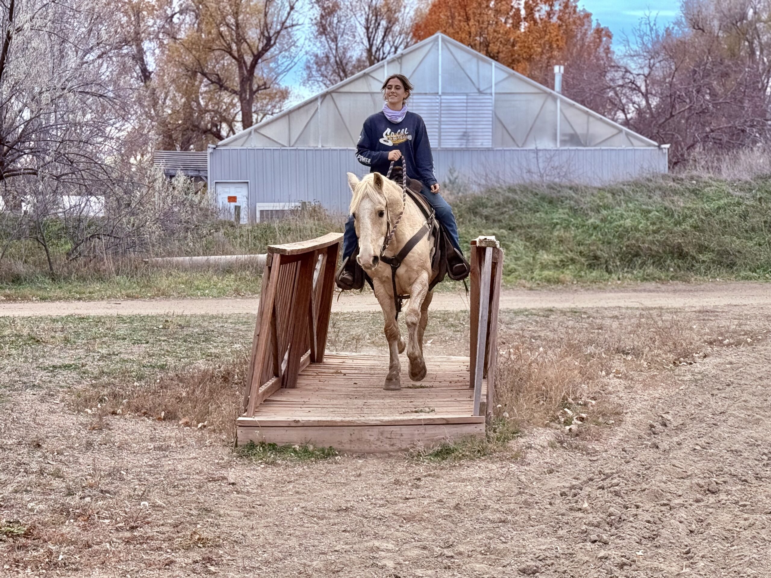 Palomino Paint gelding