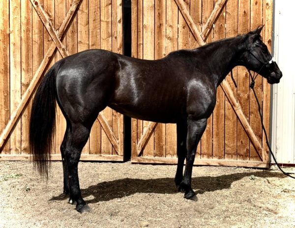 Annie QH black mare
