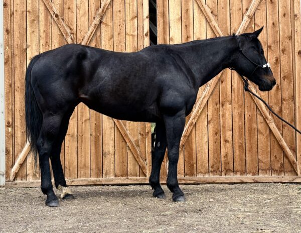 Black 10 yr old mare