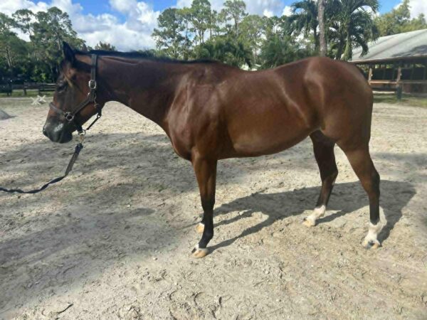Lola- registered mare