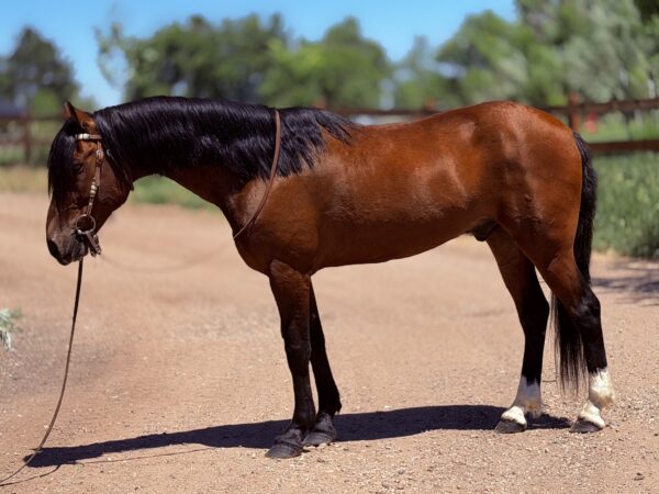 Commander bay gelding